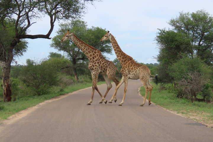 Privat heldagssafari i Kruger National Park, Sydafrika, med dyrelivsobservationer, foto 36 | wizardtrip