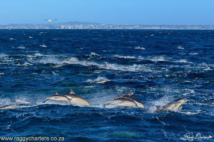 Zeeleven cruise in Algoabaai, Port Elizabeth, Zuid-Afrika, met walvissen, dolfijnen en pinguïns, foto 6 | wizardtrip
