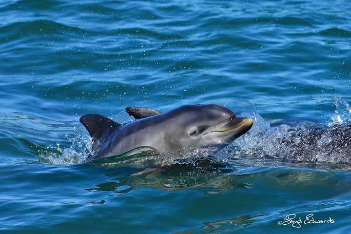 Zeeleven cruise in Algoabaai, Port Elizabeth, Zuid-Afrika, met walvissen, dolfijnen en pinguïns, foto 7 | wizardtrip