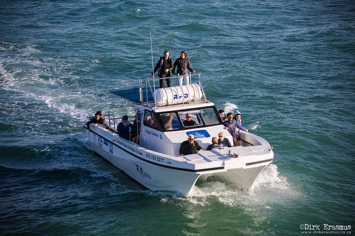 Zeeleven cruise in Algoabaai, Port Elizabeth, Zuid-Afrika, met walvissen, dolfijnen en pinguïns, foto 8 | wizardtrip