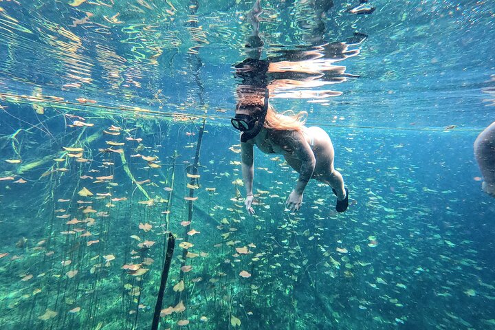 Utforsk fantastiske cenoter i Tulum og Riviera Maya på en privat guidet tur, foto 11 | wizardtrip