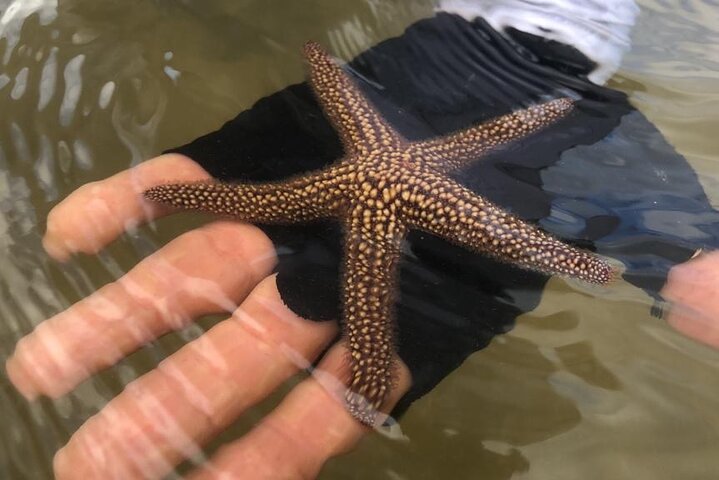 Nyt en avslappende kajakktur som utforsker mangrover og dyreliv på Marco Island, Florida, foto 9 | wizardtrip