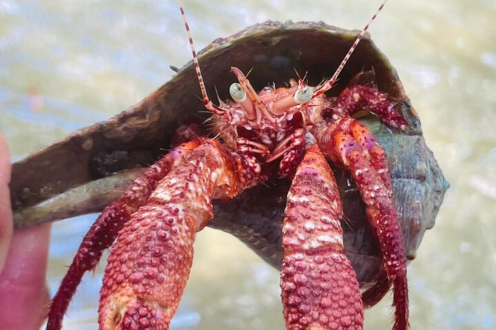 Nyt en avslappende kajakktur som utforsker mangrover og dyreliv på Marco Island, Florida, foto 11 | wizardtrip