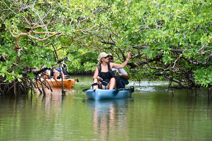 Nyt en avslappende kajakktur som utforsker mangrover og dyreliv på Marco Island, Florida, foto 20 | wizardtrip