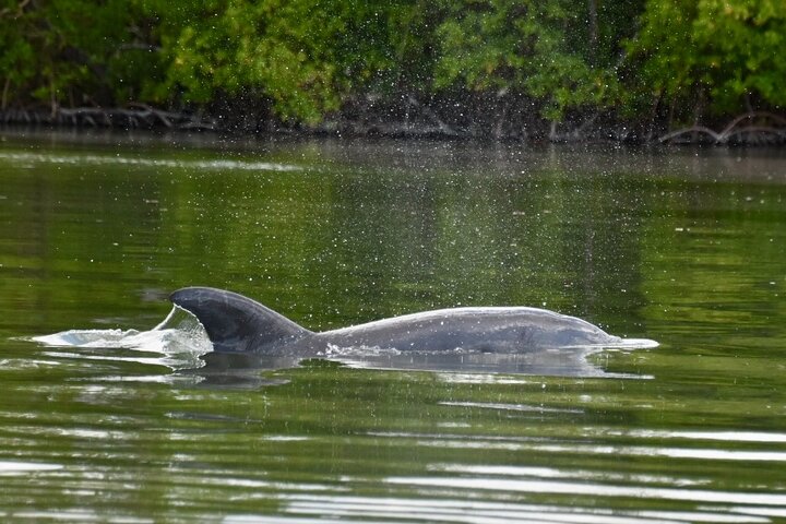 Nyt en avslappende kajakktur som utforsker mangrover og dyreliv på Marco Island, Florida, foto 28 | wizardtrip
