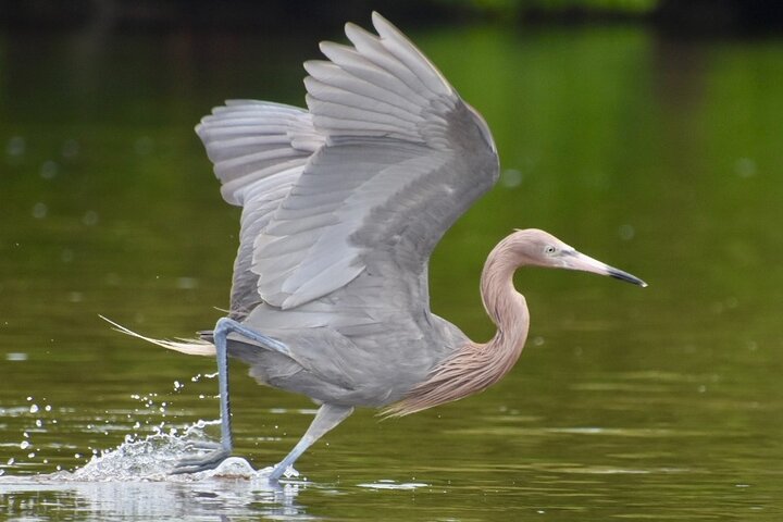 Nyt en avslappende kajakktur som utforsker mangrover og dyreliv på Marco Island, Florida, foto 33 | wizardtrip