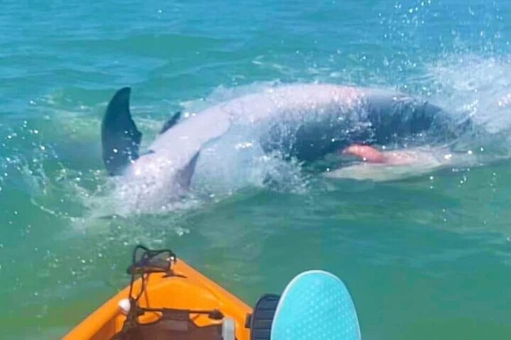 Nyt en avslappende kajakktur som utforsker mangrover og dyreliv på Marco Island, Florida, foto 46 | wizardtrip