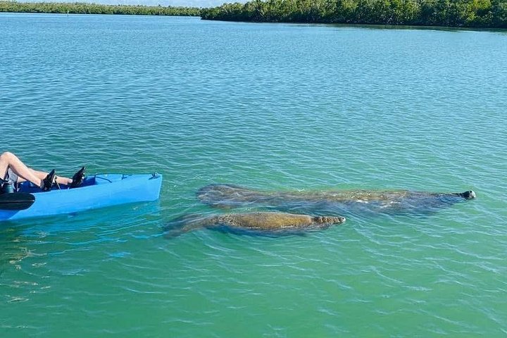 Nyt en avslappende kajakktur som utforsker mangrover og dyreliv på Marco Island, Florida, foto 47 | wizardtrip
