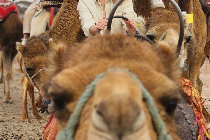 Upplev kamelridning och fyrhjuling i Agafayöknen nära Marrakech, följt av en middagsshow, foto 9 | wizardtrip