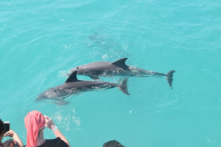 Key West zandbank safari en dolfijnentour met onbeperkte drankjes en lunch, foto 12 | wizardtrip