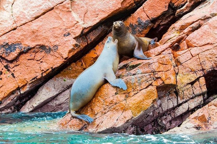 Tour di 2 giorni da Lima con volo sulle Linee di Nazca, fauna selvatica di Paracas e avventura nel deserto di Huacachina, foto 11 | wizardtrip