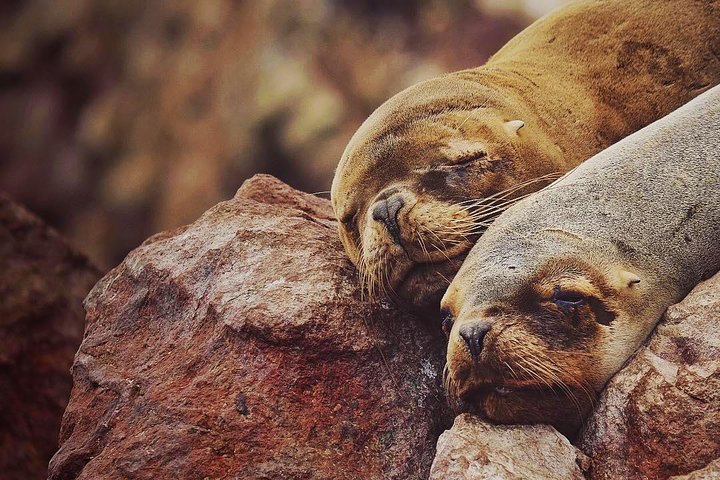 Day trip from Lima to Paracas and Huacachina, featuring islands, desert oasis, and pisco tasting, photo 16 | wizardtrip