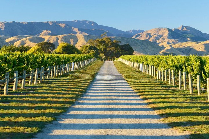 Beyond the Vines - Ganztägige Weinprobe-Tour durch Marlborough | wizardtrip