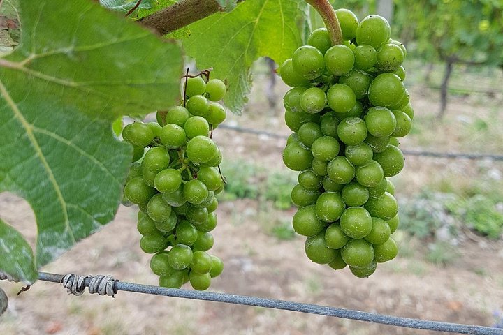 Ganztägige Weinprobe-Tour in Marlborough, Neuseeland, mit Weingutbesuchen und Weinproben, Foto 8 | wizardtrip