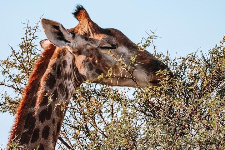 Erleben Sie eine Big Five Safari und eine landschaftlich reizvolle Breede River Valley Tour von Kapstadt aus, Foto 8 | wizardtrip
