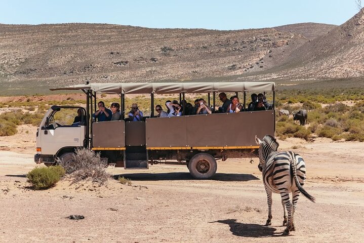 Erleben Sie eine Big Five Safari und eine landschaftlich reizvolle Breede River Valley Tour von Kapstadt aus, Foto 10 | wizardtrip