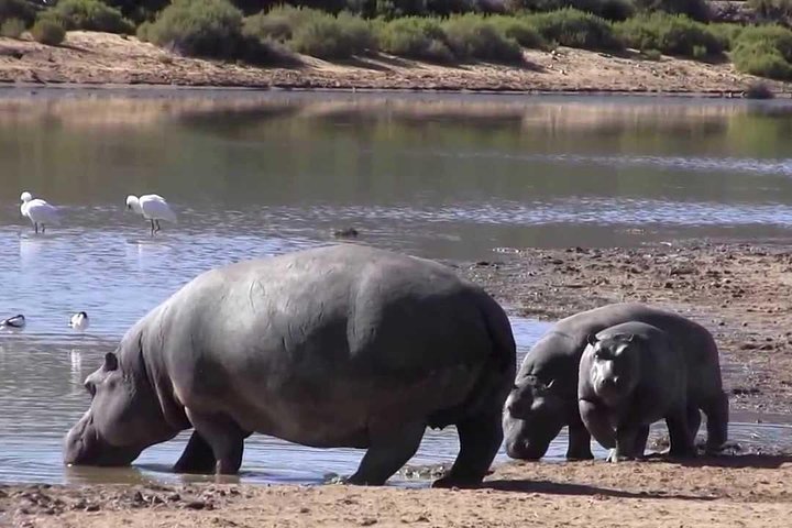 Erleben Sie eine Big Five Safari und eine landschaftlich reizvolle Breede River Valley Tour von Kapstadt aus, Foto 13 | wizardtrip