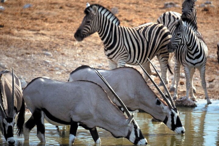 Erleben Sie eine Big Five Safari und eine landschaftlich reizvolle Breede River Valley Tour von Kapstadt aus, Foto 14 | wizardtrip