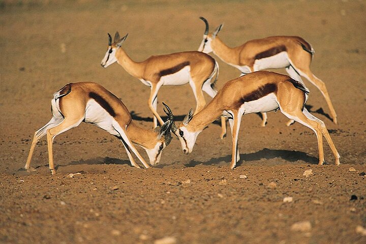 Erleben Sie eine Big Five Safari und eine landschaftlich reizvolle Breede River Valley Tour von Kapstadt aus, Foto 15 | wizardtrip