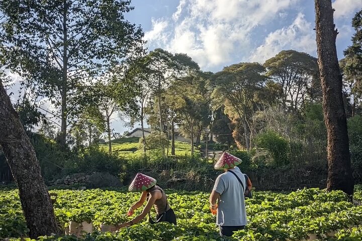 Privétour van White Crater, theevelden en warmwaterbronnen in Bandung, Indonesië, foto 8 | wizardtrip