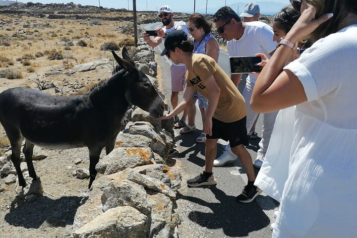 Tour por la isla de Mykonos con molinos de viento, playas y arquitectura tradicional, foto 12 | wizardtrip