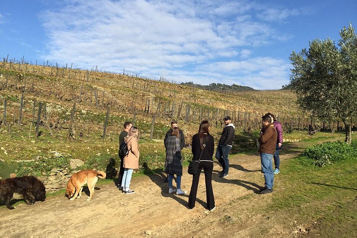 Tour em grupo pequeno no Vale do Douro, Portugal, com prova de vinhos, cruzeiro fluvial e vistas panorâmicas das vinhas, foto 12 | wizardtrip
