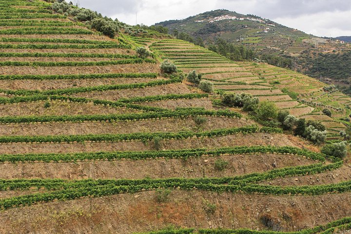 Tour em grupo pequeno no Vale do Douro, Portugal, com prova de vinhos, cruzeiro fluvial e vistas panorâmicas das vinhas, foto 30 | wizardtrip