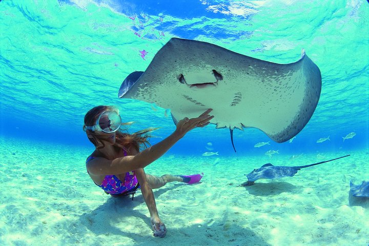 Découverte du lagon de Moorea avec faune marine et déjeuner. 6H | wizardtrip