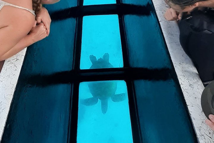 Moorea laguntur med snorkling, båt med glassbunn og privat motu-lunsj, foto 6 | wizardtrip