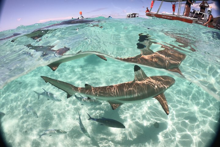 Moorea laguntur med snorkling, båt med glassbunn og privat motu-lunsj, foto 7 | wizardtrip
