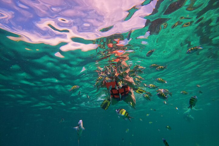 Verken de prachtige Phi Phi Eilanden, inclusief Maya Bay en Bamboo Island, tijdens een dagtocht vanuit Phuket, foto 13 | wizardtrip
