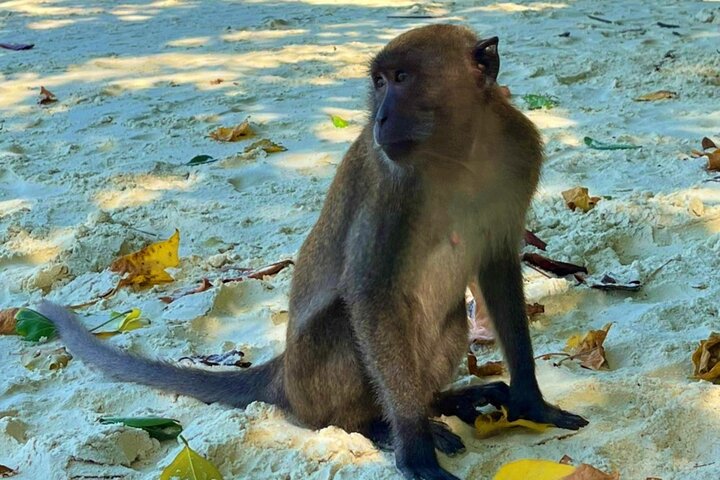 Verken de prachtige Phi Phi Eilanden, inclusief Maya Bay en Bamboo Island, tijdens een dagtocht vanuit Phuket, foto 18 | wizardtrip