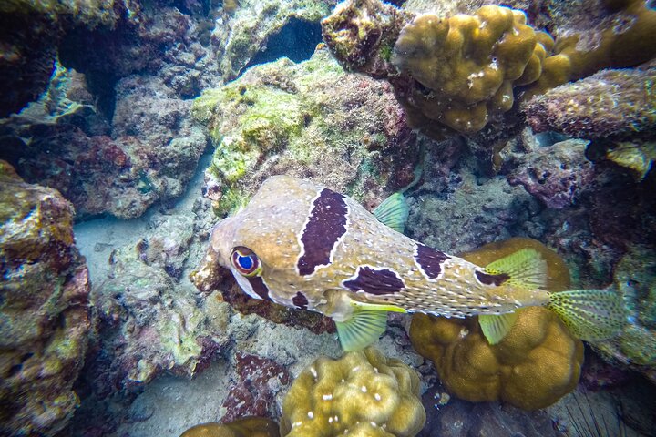 プーケット発ピピ諸島日帰りアドベンチャートリップ、シュノーケリング、シービューランチ、ホテル送迎付き、写真34 | wizardtrip