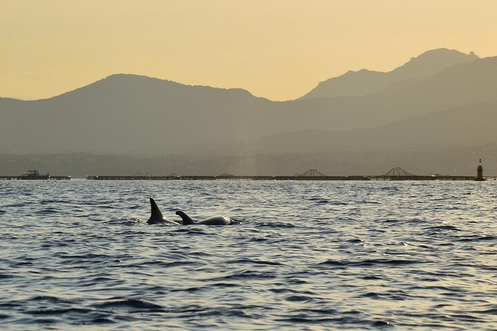 Aventura en kayak en Olbia, Cerdeña, con avistamiento de delfines y exploración costera, foto 10 | wizardtrip