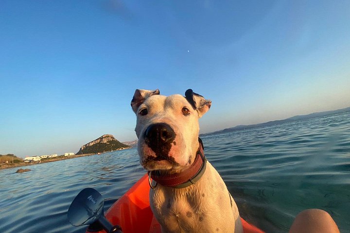 Aventura en kayak en Olbia, Cerdeña, con avistamiento de delfines y exploración costera, foto 12 | wizardtrip