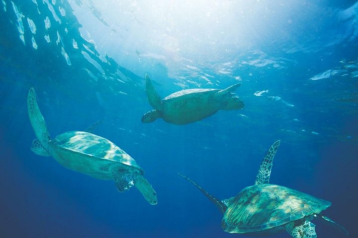 Passeio de catamarã em Waikiki, Oahu, com avistamento garantido de tartarugas e vistas panorâmicas, foto 7 | wizardtrip