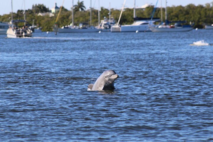 Geniet van een dolfijnencruise bij zonsondergang in Fort Myers Beach, Florida, met uitzicht op de Sanibel Lighthouse, foto 7 | wizardtrip