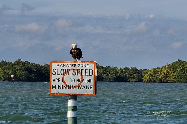 Geniet van een dolfijnencruise bij zonsondergang in Fort Myers Beach, Florida, met uitzicht op de Sanibel Lighthouse, foto 10 | wizardtrip