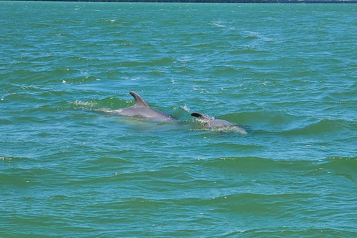 Geniet van een dolfijnencruise bij zonsondergang in Fort Myers Beach, Florida, met uitzicht op de Sanibel Lighthouse, foto 13 | wizardtrip