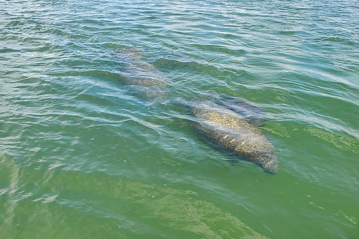 Geniet van een dolfijnencruise bij zonsondergang in Fort Myers Beach, Florida, met uitzicht op de Sanibel Lighthouse, foto 16 | wizardtrip