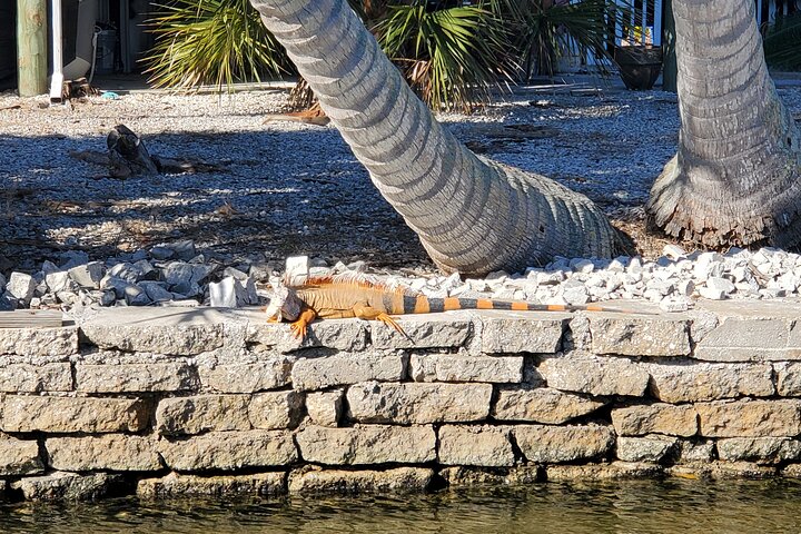 Geniet van een dolfijnencruise bij zonsondergang in Fort Myers Beach, Florida, met uitzicht op de Sanibel Lighthouse, foto 17 | wizardtrip