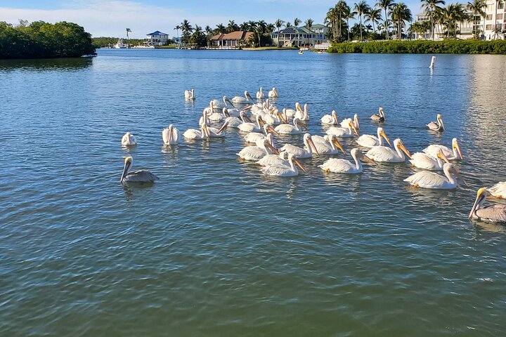 Geniet van een dolfijnencruise bij zonsondergang in Fort Myers Beach, Florida, met uitzicht op de Sanibel Lighthouse, foto 19 | wizardtrip