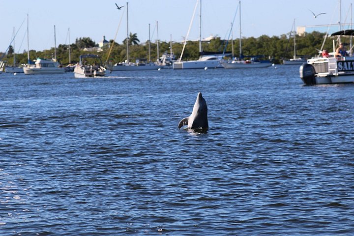 Geniet van een dolfijnencruise bij zonsondergang in Fort Myers Beach, Florida, met uitzicht op de Sanibel Lighthouse, foto 21 | wizardtrip