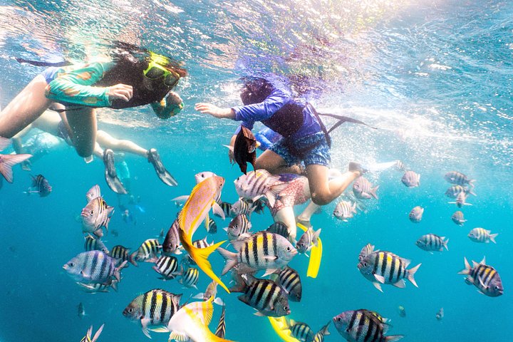 Goditi un tour in barca a vela con snorkeling di mezza giornata con pranzo e open bar nelle acque turchesi di Aruba, foto 8 | wizardtrip