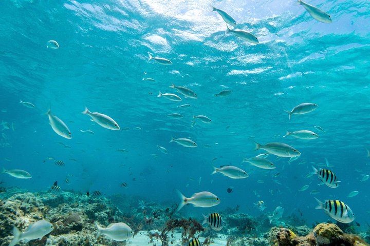 Goditi un tour in barca a vela con snorkeling di mezza giornata con pranzo e open bar nelle acque turchesi di Aruba, foto 31 | wizardtrip