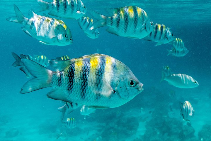 Goditi un tour in barca a vela con snorkeling di mezza giornata con pranzo e open bar nelle acque turchesi di Aruba, foto 33 | wizardtrip