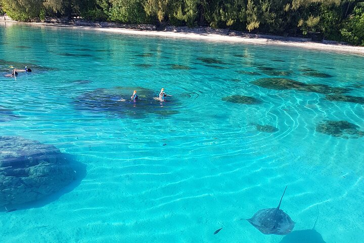 Excursion Snorkeling : Découvrez le lagon de Moorea en petit groupe | wizardtrip