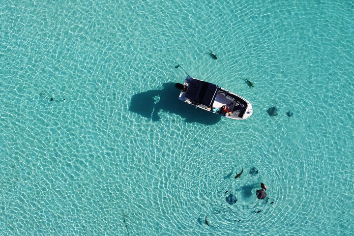 Small group snorkeling tour in the turquoise lagoon of Moorea, French Polynesia, with sharks and rays, photo 9 | wizardtrip