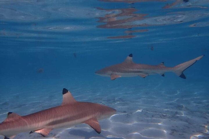 Small group snorkeling tour in the turquoise lagoon of Moorea, French Polynesia, with sharks and rays, photo 13 | wizardtrip