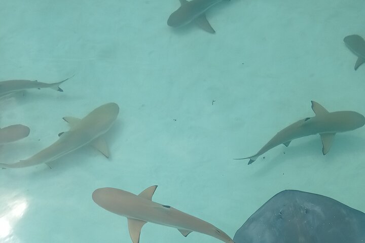 Small group snorkeling tour in the turquoise lagoon of Moorea, French Polynesia, with sharks and rays, photo 15 | wizardtrip